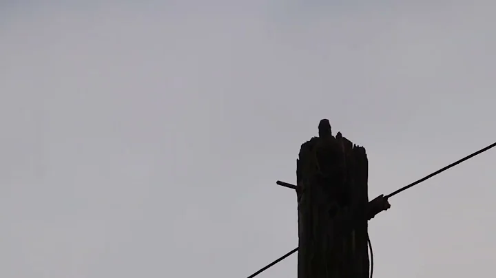 drumming flicker