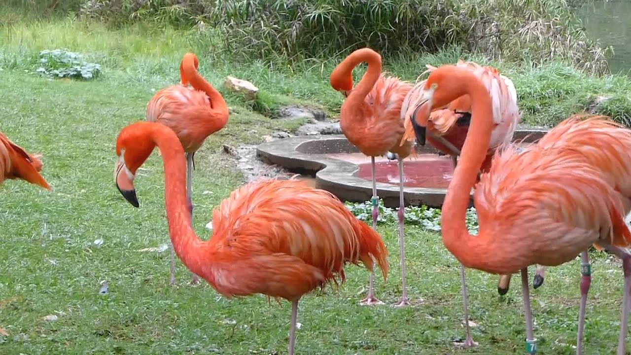 Flamingos  YouTube