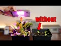 "Magical" LEDs let my plants grow faster? (Experiment) The Future of Farming!