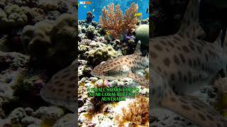 The Shark That Crawls Using Its Fins