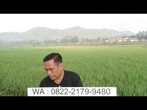 Video: Apakah maksud menjadi Capricorn tiga kali ganda?