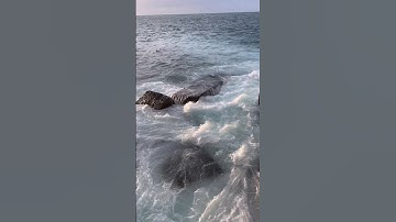 Thumbnail of EL MALECÓN de la HABANA AL SONIDO DEL HIMNO NACIONAL de CUBA