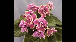 Afri̇ka Menekşem Ğan Ğan Uygun