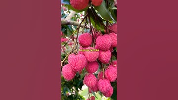 Grow Lychee Faster: Grafting Secrets in 1 Minute! 🔥