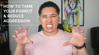 How To Tame Your Parrot and Reduce Aggression? | Senegal Parrot Taming