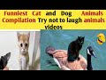 Funniest cat and dog animals  compilation try not to laughanimalss