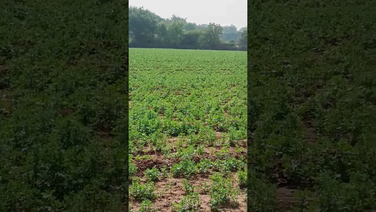 lac short 2141* my chenal trending video vayral he gaya bhai thnku sho mush yarr ro he was linhc ml