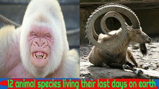 12 Most Endangered Animals That Are Almost Extinct - 12 Critically Endangered Animal Species.