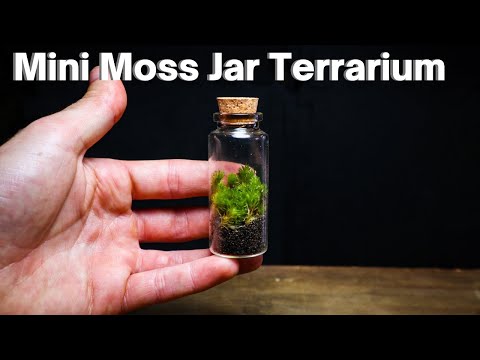 How to Create a Terrarium with Moss – 46 & Spruce