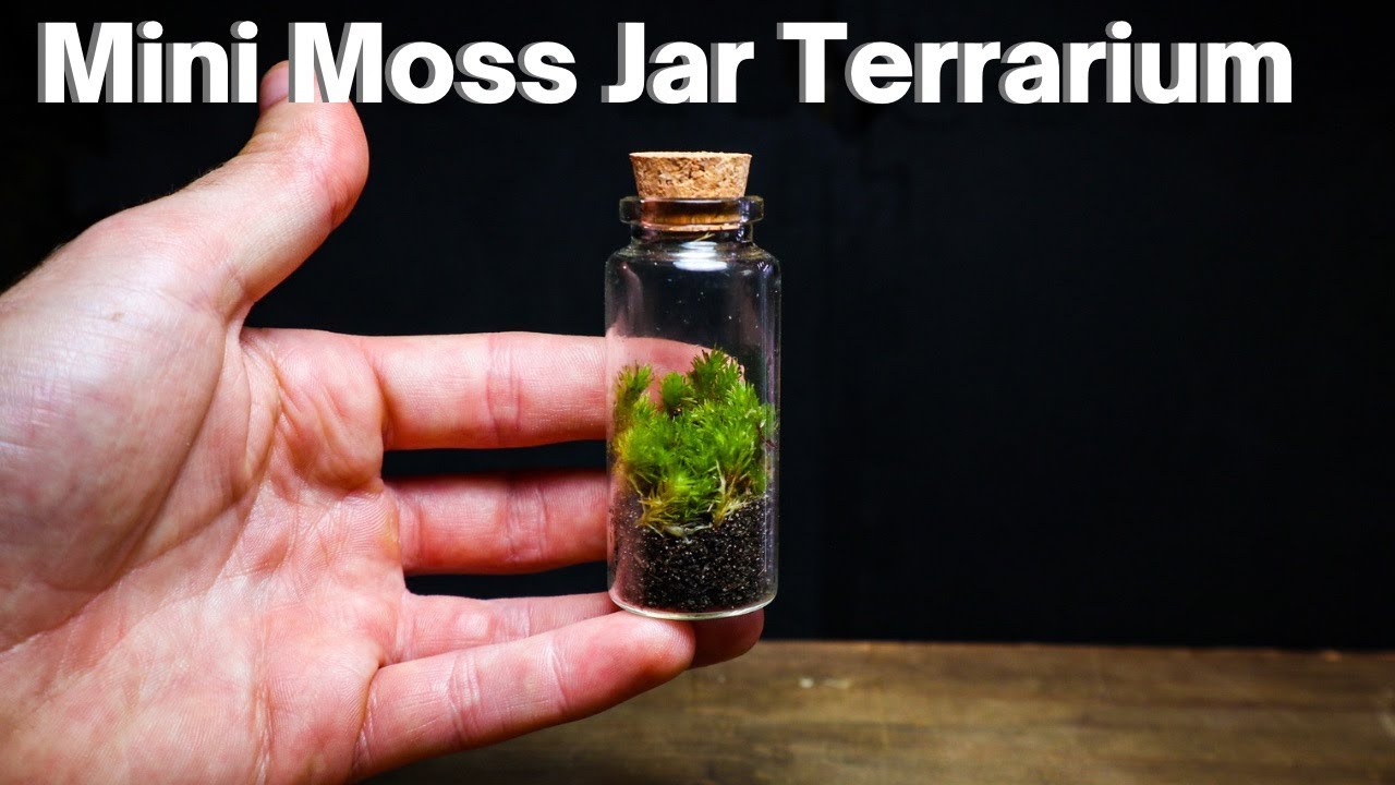 Secret Garden Moss Terrarium from Apollo Box