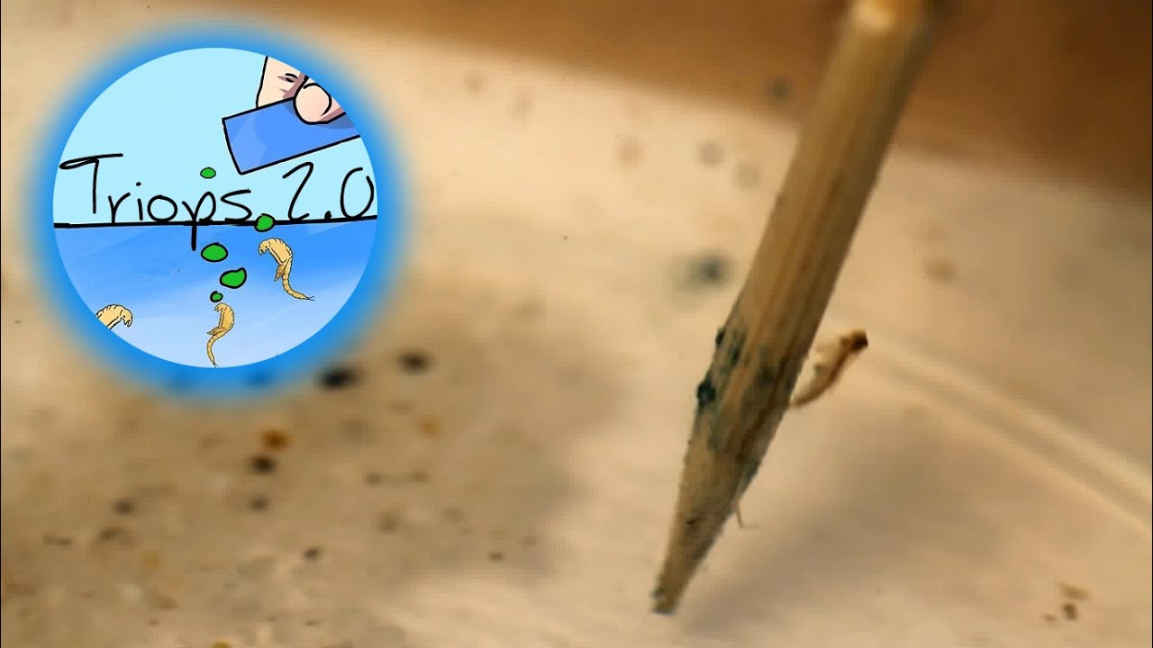 watershed CLEANING OUT & FEEDING | Triops 2.7