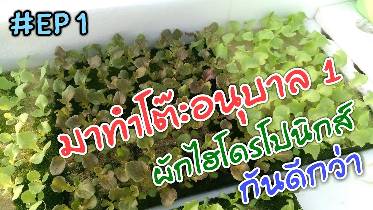 แนวทางการทำโต๊ะอนุบาลผัก #ไฮโดรโปนิกส์ #EP1