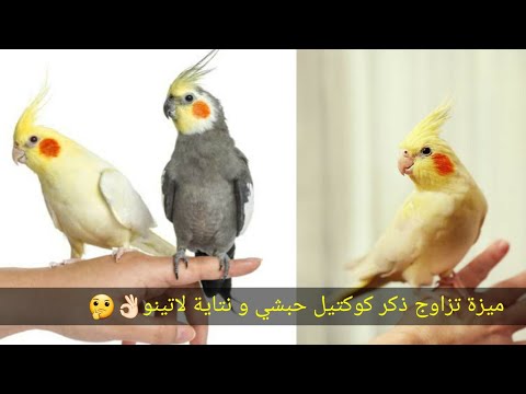 ميزة تزاوج ذكر كوكتيل حبشي ونتاية لاتينو