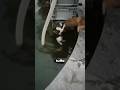 Quello che fa il cane è MERAVIGLIOSO🥹❤️