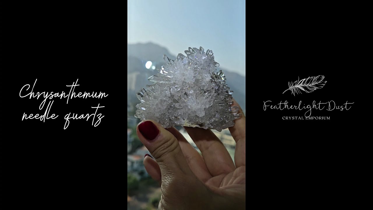 Chrysanthemum needle quartz with flower buds - CQ477