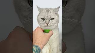 Thank You Catshotrs cat S