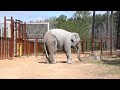 The Elephant Sanctuary | Nichole&#39;s First Steps at The Sanctuary