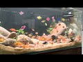 魚を眺めてリラックスする