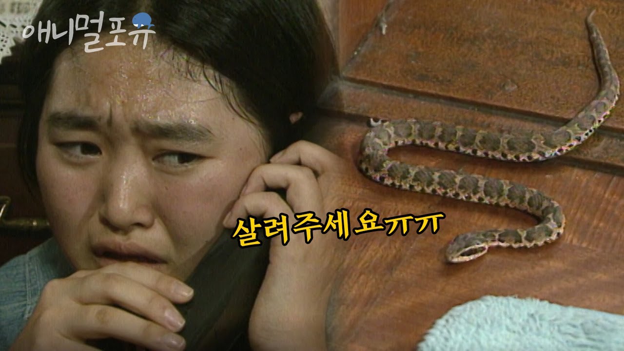 뱀이 내 방안에??? 소녀가 혼자 있는 안방으로 몰래 기어 들어온 독사ㄷㄷ🐍 | KBS 긴급구조 119 961112 방송