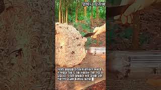 안전 장비를 활용한 말벌 포획 과정 #worker #process #safety #trapping #insects