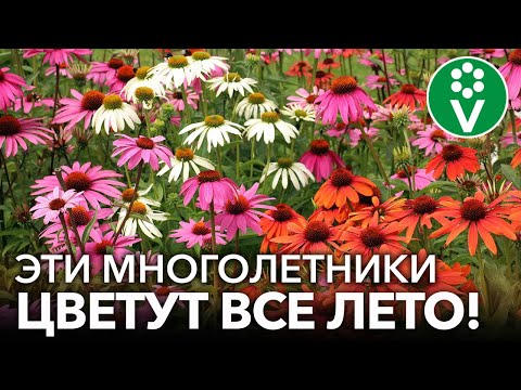 Видео: Осенние многолетники: выращивание многолетников осенью