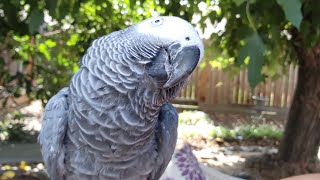 Parrot Chatting and Laughing Before Bed