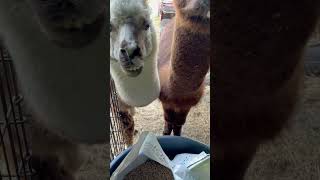 Alpaca snack time #treats #snacks #feed #alpaca #farmlife