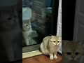 幽体離脱して自分の体に戻れないネコ #Shorts #cat