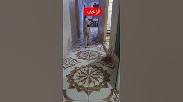 القران الكريم راحة نفسية #اكسبلور #رب #cat #الله #explore #قطط #سبحانالله #دويتو #تيك_توك