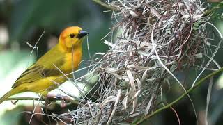 Birds of Many Colours : Video for People and Cats to Watch🐦🐦