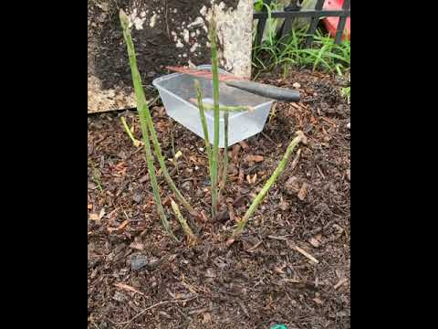 فيديو: Asparagus Sprenger (24 صورة): الرعاية المنزلية ، قواعد زراعة الهليون من البذور. تقليم ازهار الهليون الكثيفة وكيفية تكاثرها
