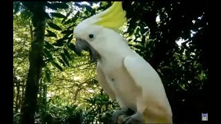 Burung Kakatua - Lagu Anak Indonesia versi Warkop DKI