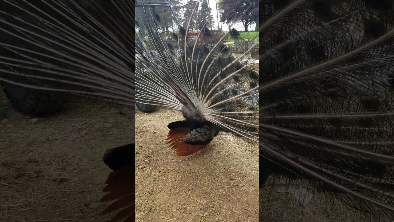 Buddy the peacock  Summer 2019(4)