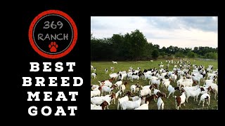 What is the Best Breed of Meat Goat?