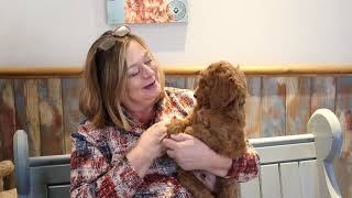 Deb's Doodles Goldendoodles Ruby 1-2021 Black Boy
