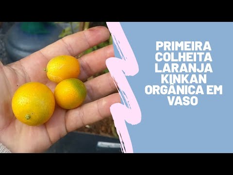 Primeira colheita laranja kinkan orgânica em vaso 4k