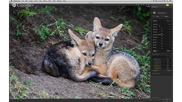 The Photoshop Show 42 - Nik/Google and Laurie Rubin