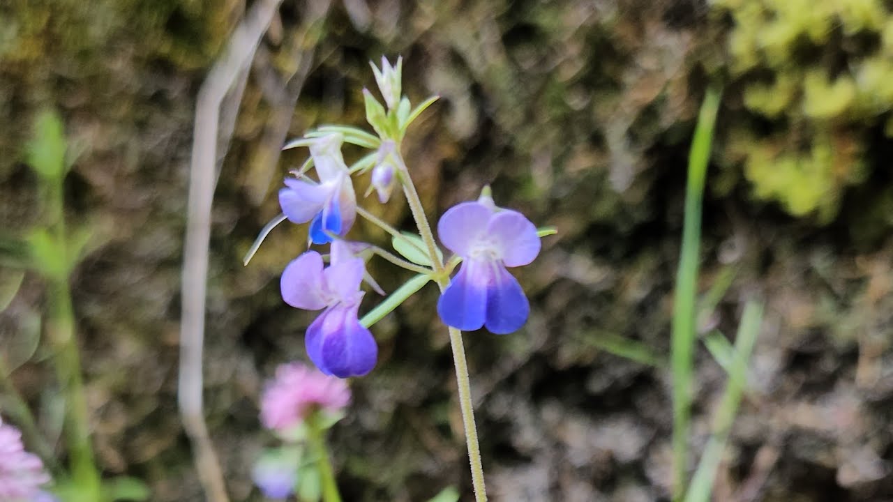 Shepherds Dell Falls, Oregon 4/26/24  Part 2