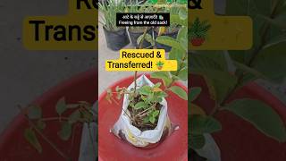 Rescued Guava Plant Transfer to New Grow Bag! 🪴 How to Prevent Transplant Shock? #shorts #gardening