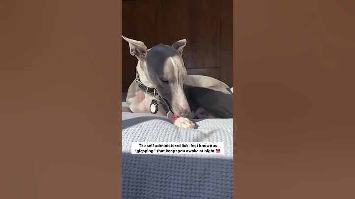 Kev the Whip | For the Whippet Owners 🐾 #whippet #whippets #sighthounds