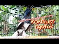 KACER KONSLET tarung ini sangat AMPUH untuk memamcing EMOSI