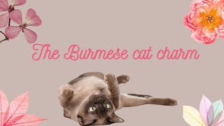 The Essential Guide To Owning A Burmese Cat! #burmesecat #cats #cat #catlover