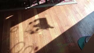 Shadow Of A Pigeon At The Bird Feeder On My Window.