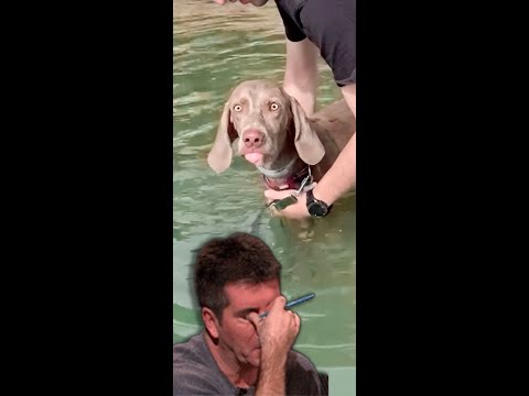 Video: Tutti i cani possono nuotare?