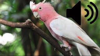 Roseate Cockatoos sound effect 44100Hz (Free to use)(No copyright) screenshot 4