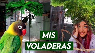 Mis voladeras | Agapornis, ninfas, periquitos