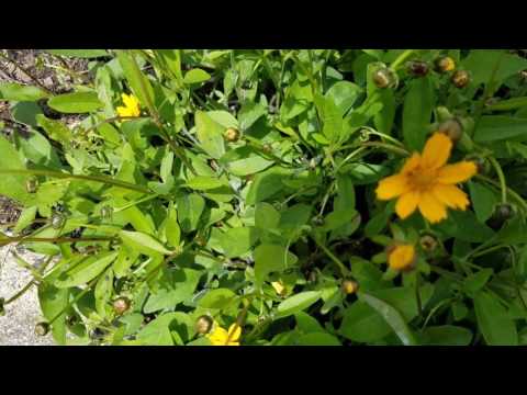 Video: Coreopsis Ušní