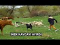 ÇOBAN KÖPEĞİ CESURA DALDI. YAMAN CESURUN İMDADINA YETİŞTİ. İNEK KAVGAYI AYIRDI!!! DOG