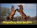 Жеребец или мерин плюсы и минусы.