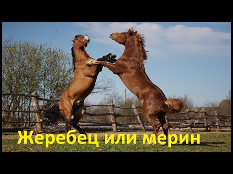 Видео: Разлика между кон и жребец